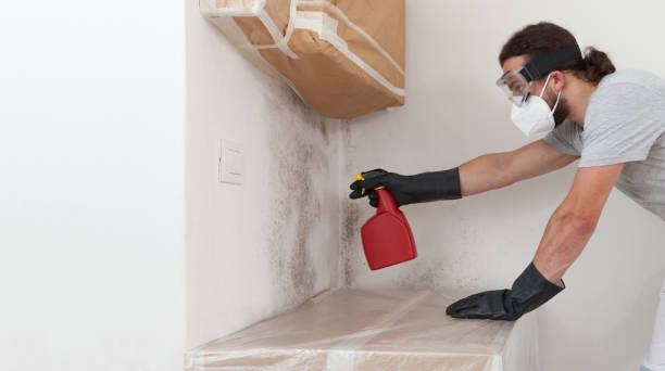 Basement Mold Remediation treatment on basement walls in Skippack